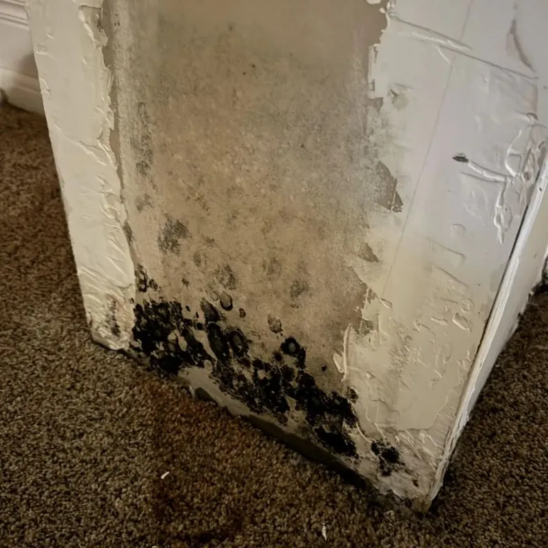 Professional Mold Removal in Lorenzo, TX